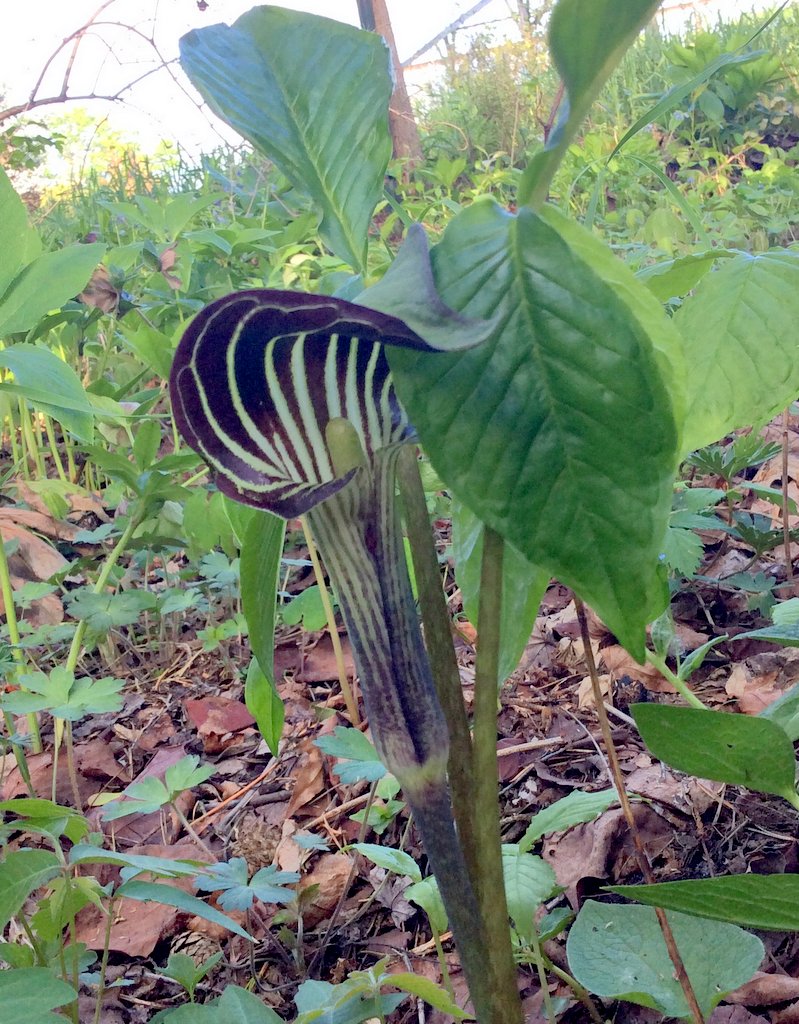 Arisaema triphyllum Qty 24